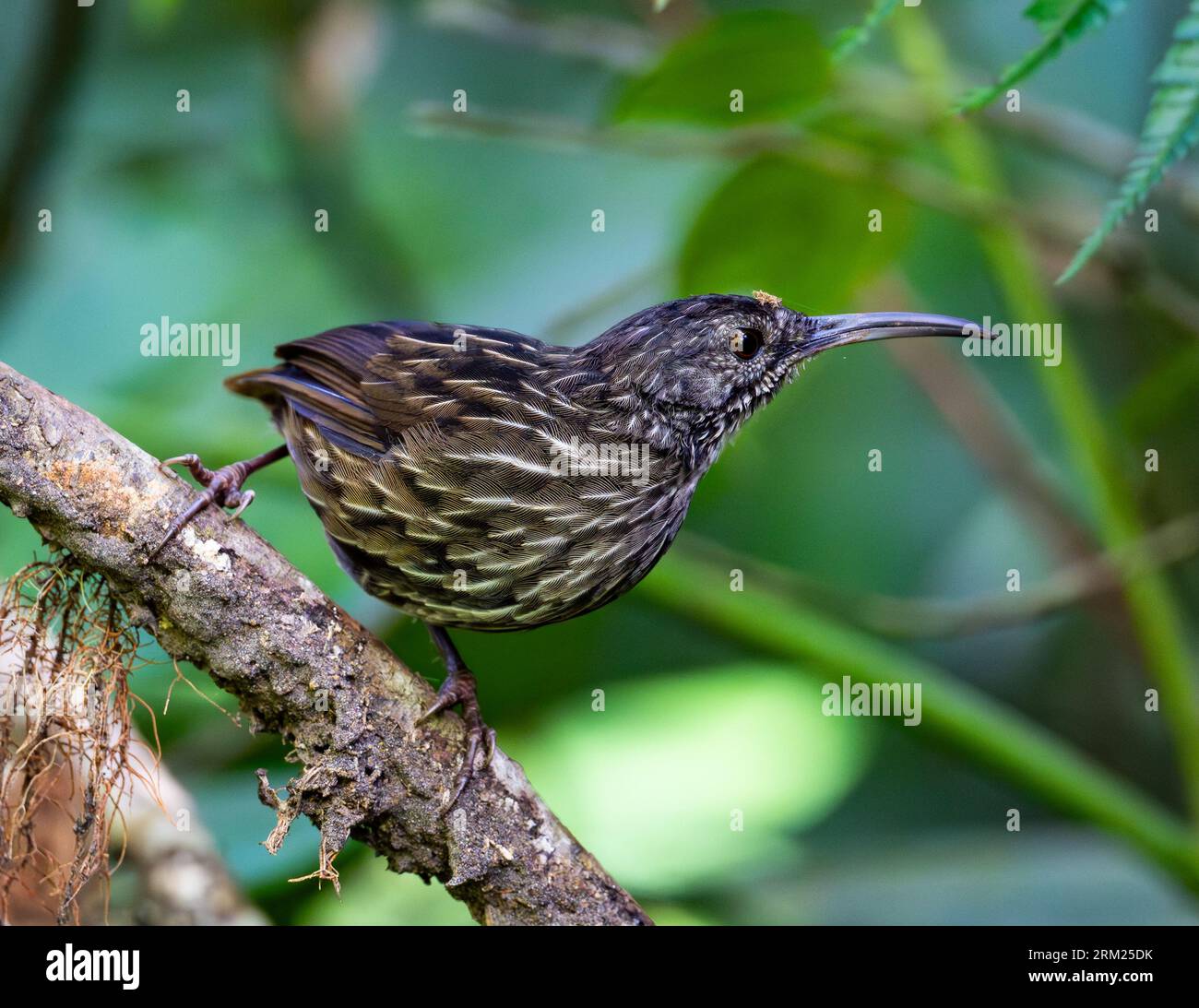 Un Sumatra Wren-Babbler (Napothera albostriata) perché sur une branche. Sumatra, Indonésie. Banque D'Images Un Sumatra Wren-Babbler (Napothera albostriata) perché sur une branche. Sumatra, Indonésie. Banque D'Images