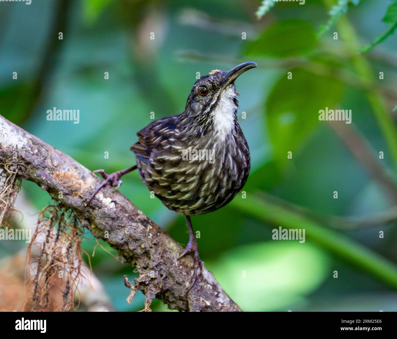 Un Sumatra Wren-Babbler (Napothera albostriata) perché sur une branche. Sumatra, Indonésie. Banque D'Images Un Sumatra Wren-Babbler (Napothera albostriata) perché sur une branche. Sumatra, Indonésie. Banque D'Images