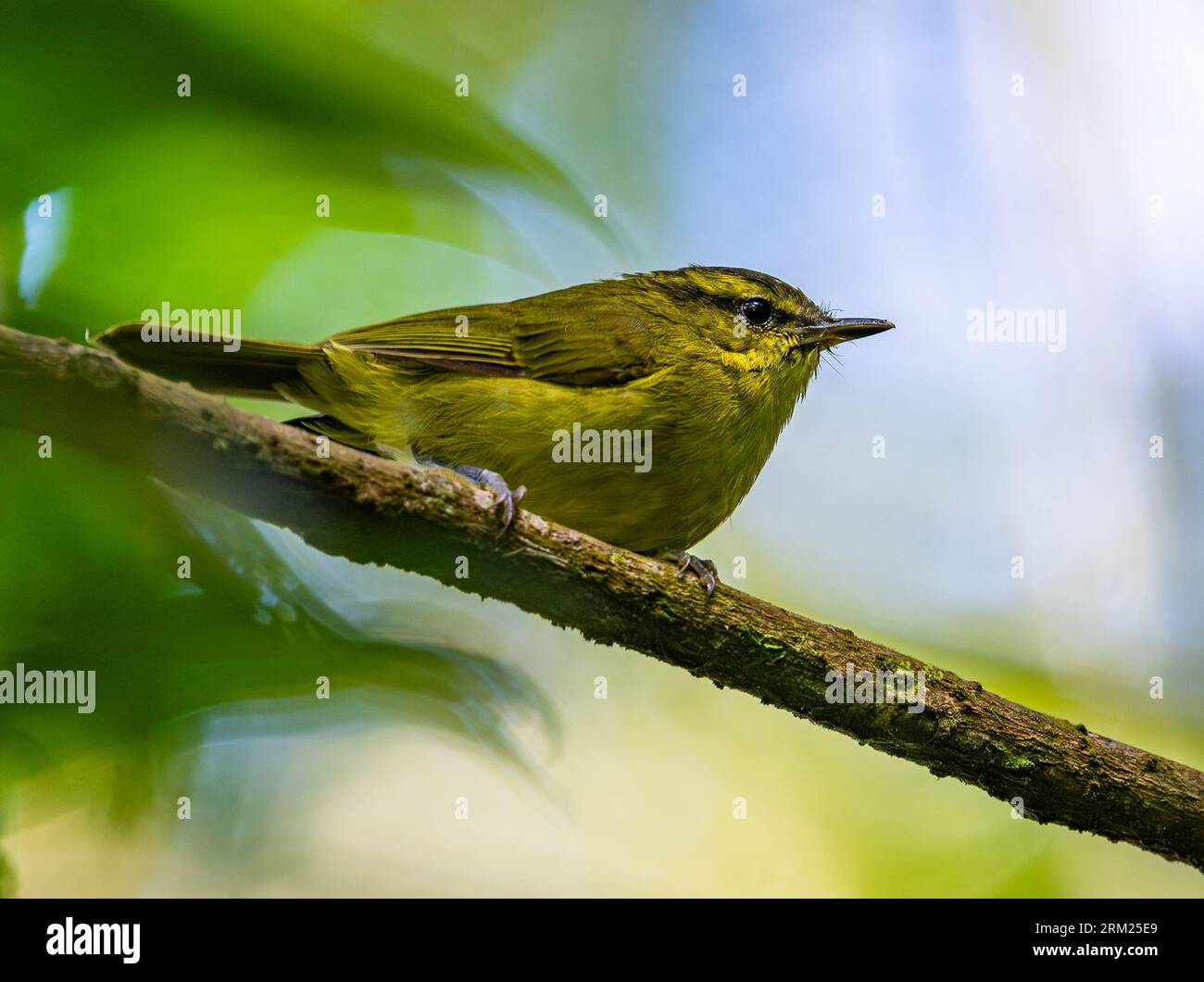 Une Paruline des feuilles de montagne (Phylloscopus trivirgatus) perchée sur une branche. Sumatra, Indonésie. Banque D'Images Une Paruline des feuilles de montagne (Phylloscopus trivirgatus) perchée sur une branche. Sumatra, Indonésie. Banque D'Images