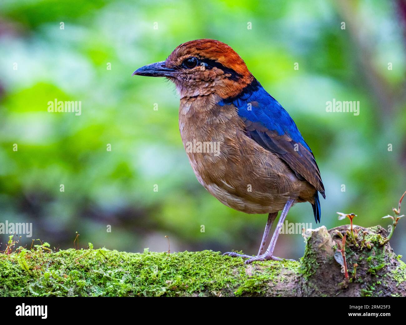 Pitta (Hydrornis schneideri) mâle de Schneider se nourrissant sur le sol de la forêt. Sumatra, Indonésie. Banque D'Images Pitta (Hydrornis schneideri) mâle de Schneider se nourrissant sur le sol de la forêt. Sumatra, Indonésie. Banque D'Images