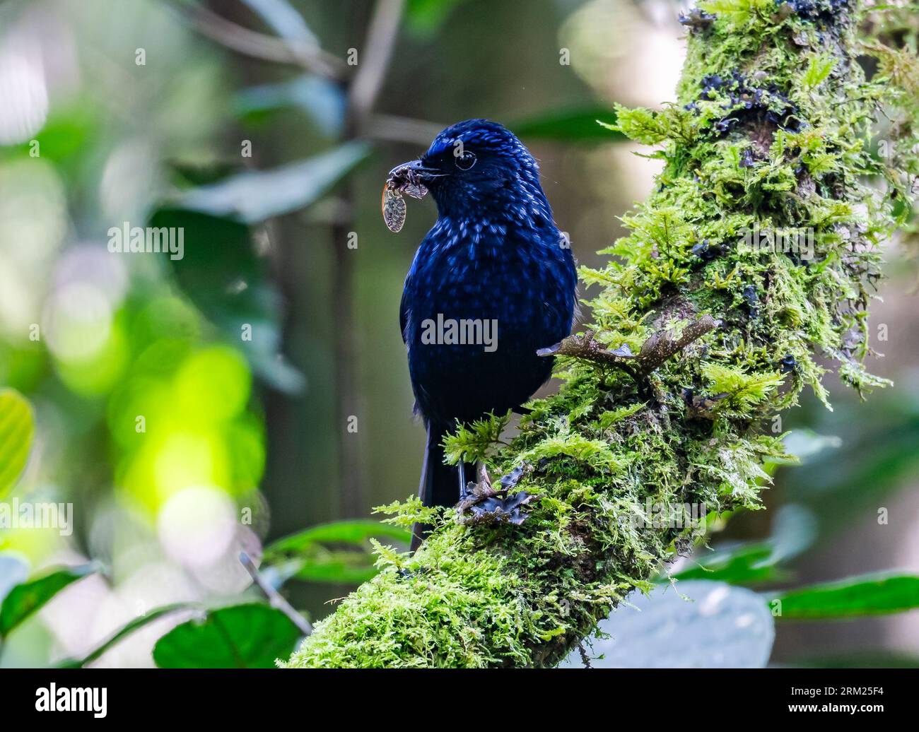 Une grive sifflante brillante (Myophonus melanurus) avec un insecte dans son bec. Sumatra, Indonésie. Banque D'Images Une grive sifflante brillante (Myophonus melanurus) avec un insecte dans son bec. Sumatra, Indonésie. Banque D'Images