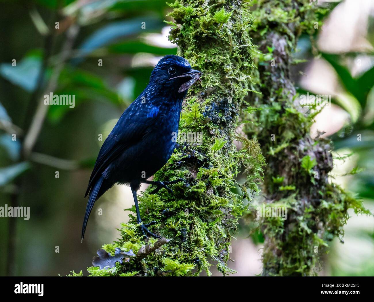 Une grive sifflante brillante (Myophonus melanurus) avec un insecte dans son bec. Sumatra, Indonésie. Banque D'Images Une grive sifflante brillante (Myophonus melanurus) avec un insecte dans son bec. Sumatra, Indonésie. Banque D'Images