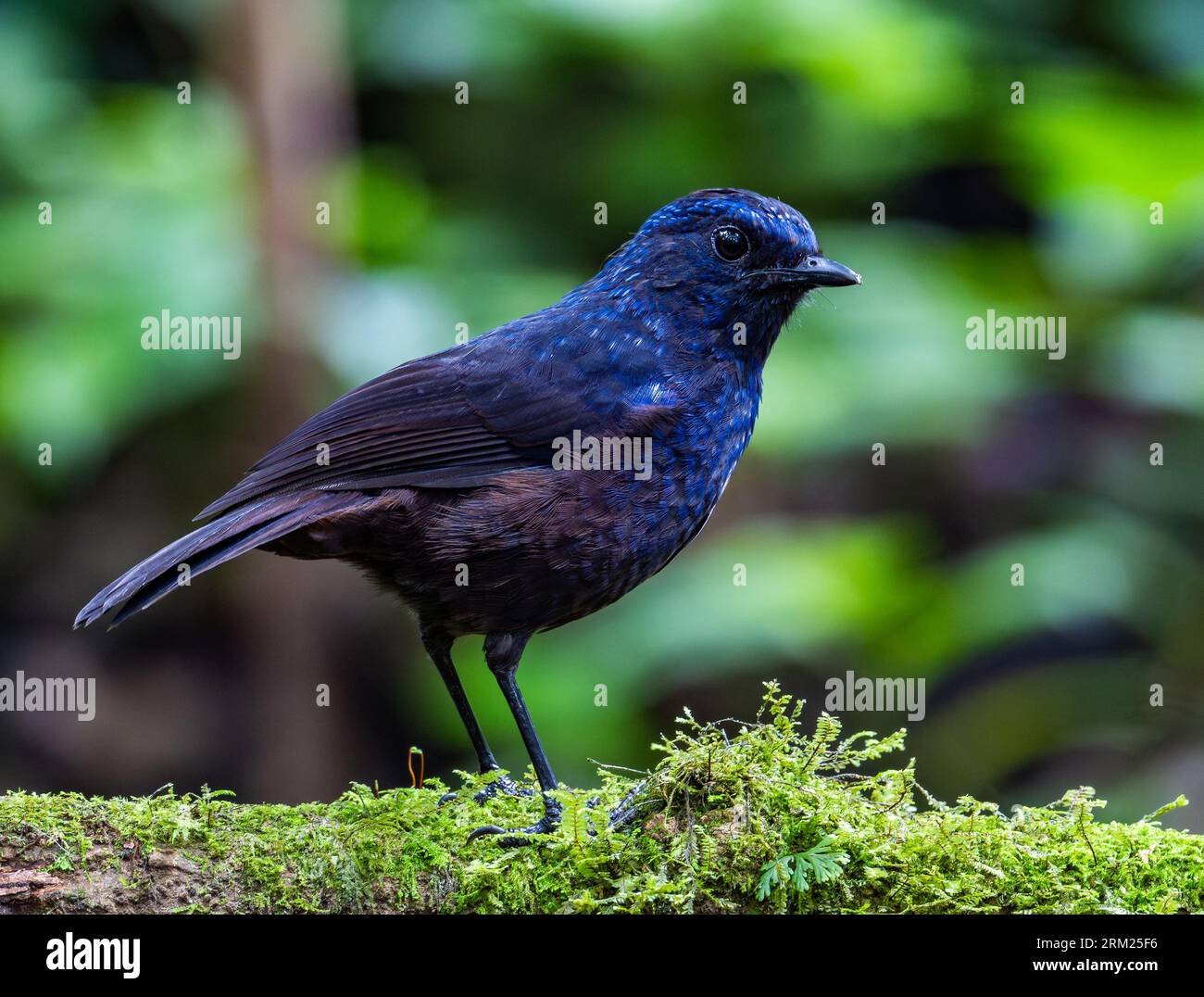 Une grive sifflante brillante (Myophonus melanurus) se nourrissant sur le sol de la forêt. Sumatra, Indonésie. Banque D'Images Une grive sifflante brillante (Myophonus melanurus) se nourrissant sur le sol de la forêt. Sumatra, Indonésie. Banque D'Images