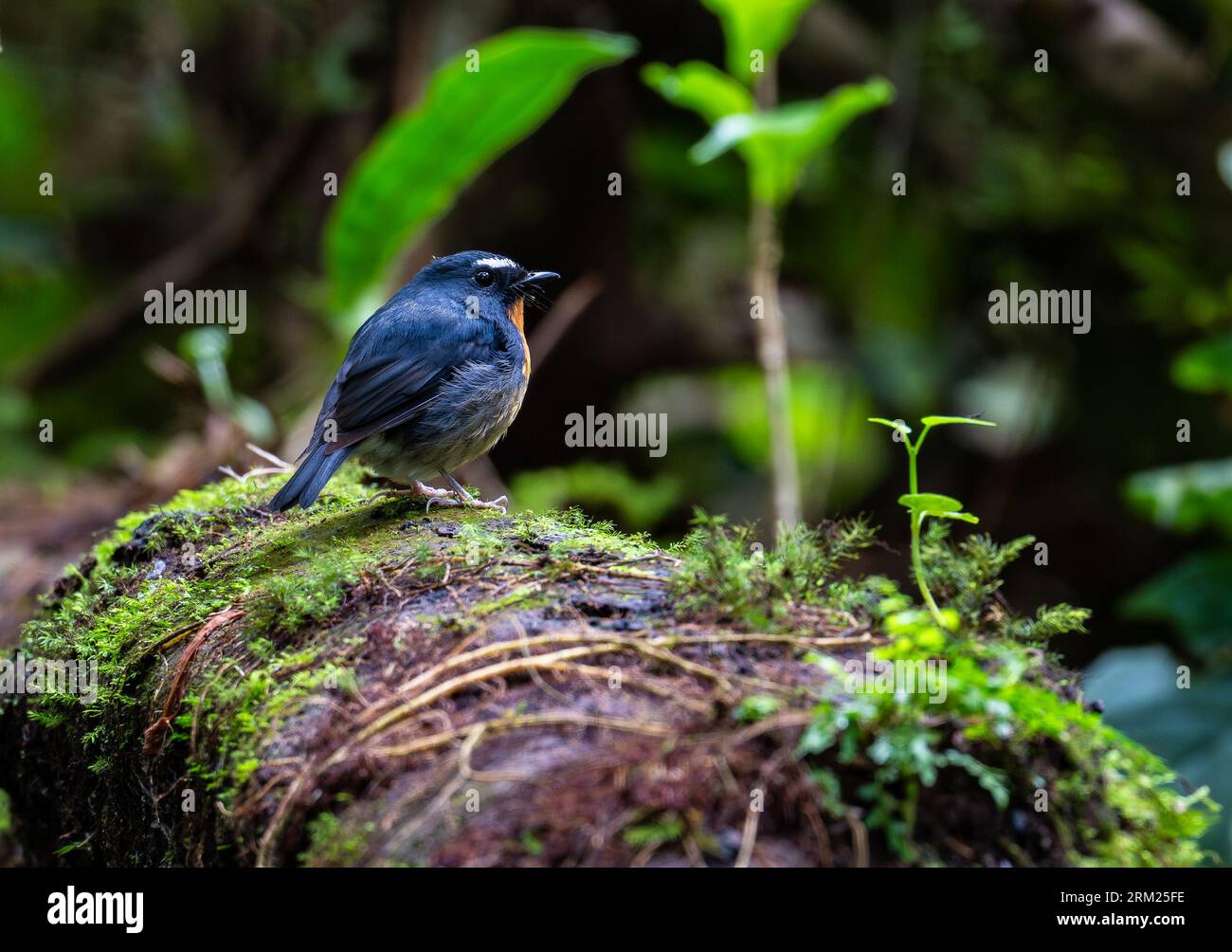 Un Flycatcher (Ficedula hyperythra) aux tons enneigés perché sur une bûche. Sumatra, Indonésie. Banque D'Images Un Flycatcher (Ficedula hyperythra) aux tons enneigés perché sur une bûche. Sumatra, Indonésie. Banque D'Images