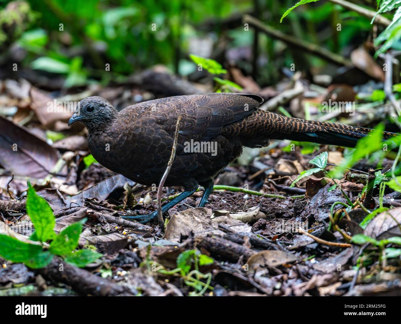 Un faisan de paon à queue de bronze (Polyplectron chalcurum) se nourrissant sur le sol forestier. Sumatra, Indonésie. Banque D'Images Un faisan de paon à queue de bronze (Polyplectron chalcurum) se nourrissant sur le sol forestier. Sumatra, Indonésie. Banque D'Images