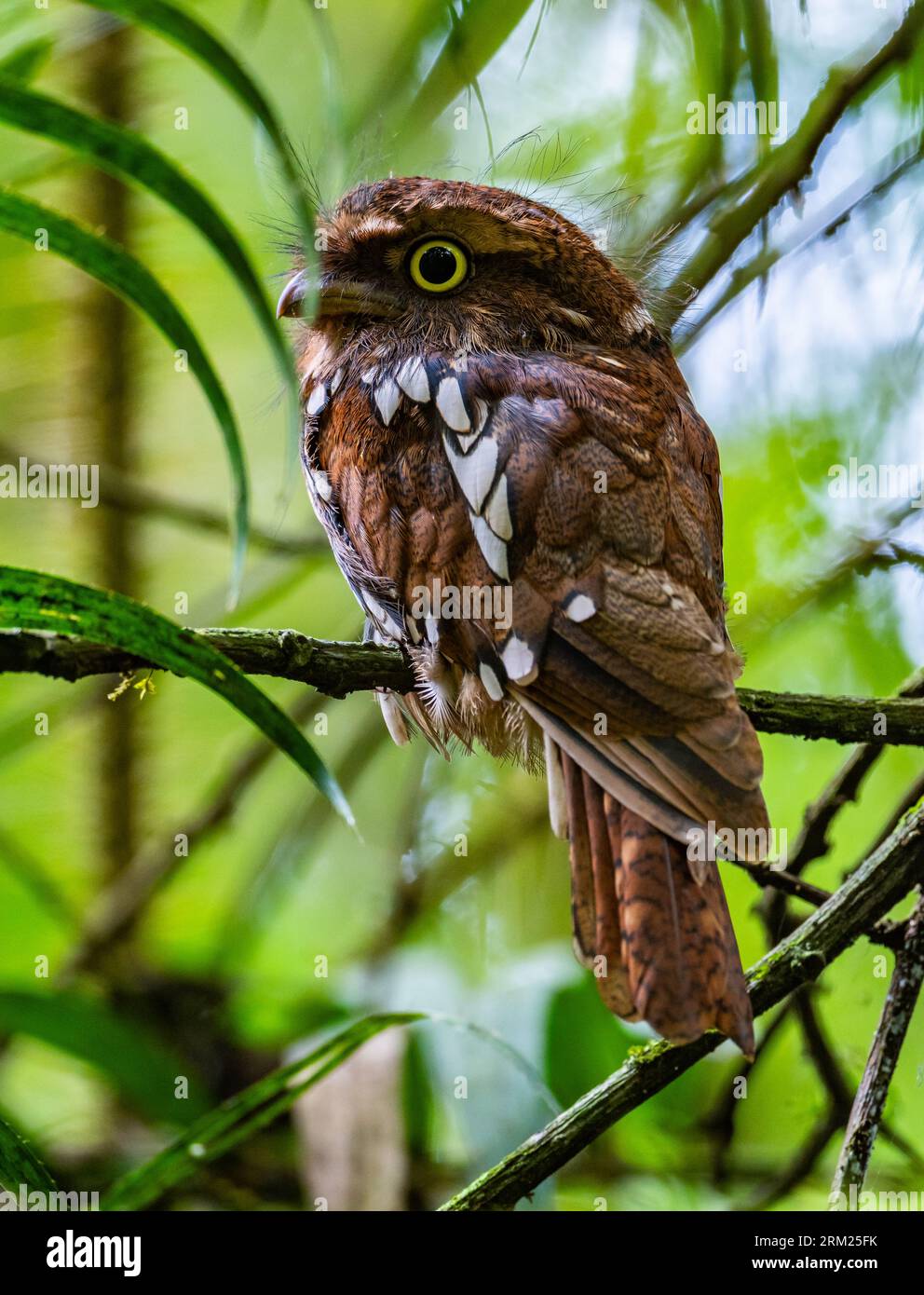 Une gueule de Sumatra (Batrachostomus poliolophus) perchée sur une branche. Sumatra, Indonésie. Banque D'Images Une gueule de Sumatra (Batrachostomus poliolophus) perchée sur une branche. Sumatra, Indonésie. Banque D'Images