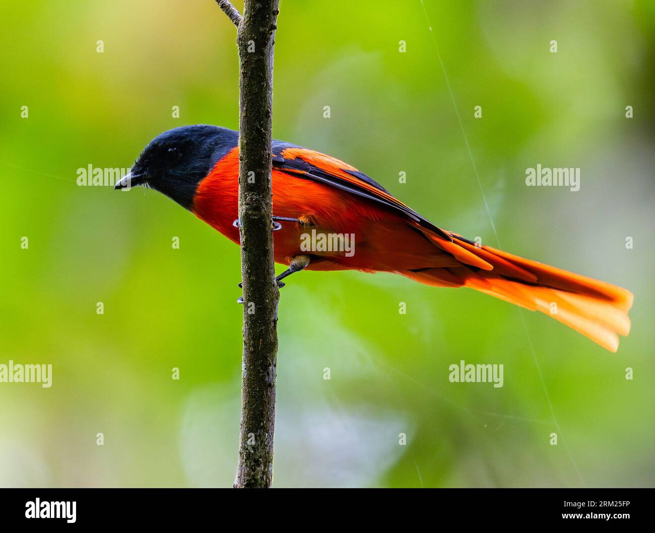 Un mâle Minivet gris (Pericrocotus solaris) perché sur abranch. Sumatra, Indonésie. Banque D'Images Un mâle Minivet gris (Pericrocotus solaris) perché sur abranch. Sumatra, Indonésie. Banque D'Images