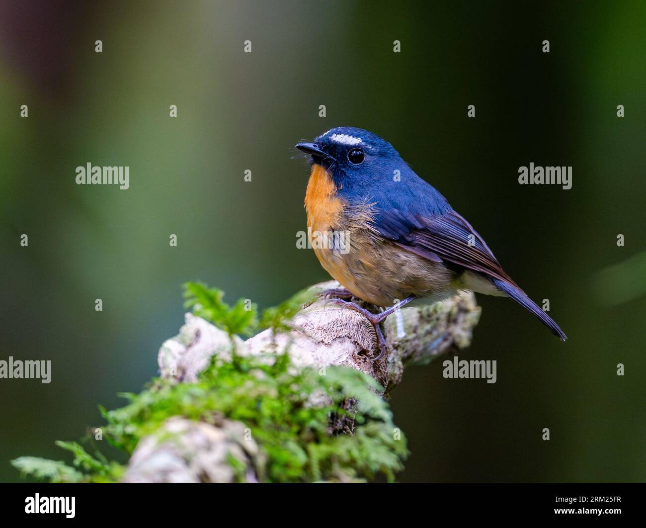 Un Flycatcher (Ficedula hyperythra) aux tons enneigés perché sur une bûche. Sumatra, Indonésie. Banque D'Images Un Flycatcher (Ficedula hyperythra) aux tons enneigés perché sur une bûche. Sumatra, Indonésie. Banque D'Images