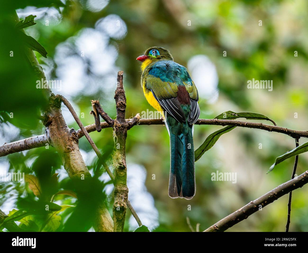 Un Trogon sumatra coloré (Harpactes mackloti) perché sur une branche. Sumatra, Indonésie. Banque D'Images Un Trogon sumatra coloré (Harpactes mackloti) perché sur une branche. Sumatra, Indonésie. Banque D'Images