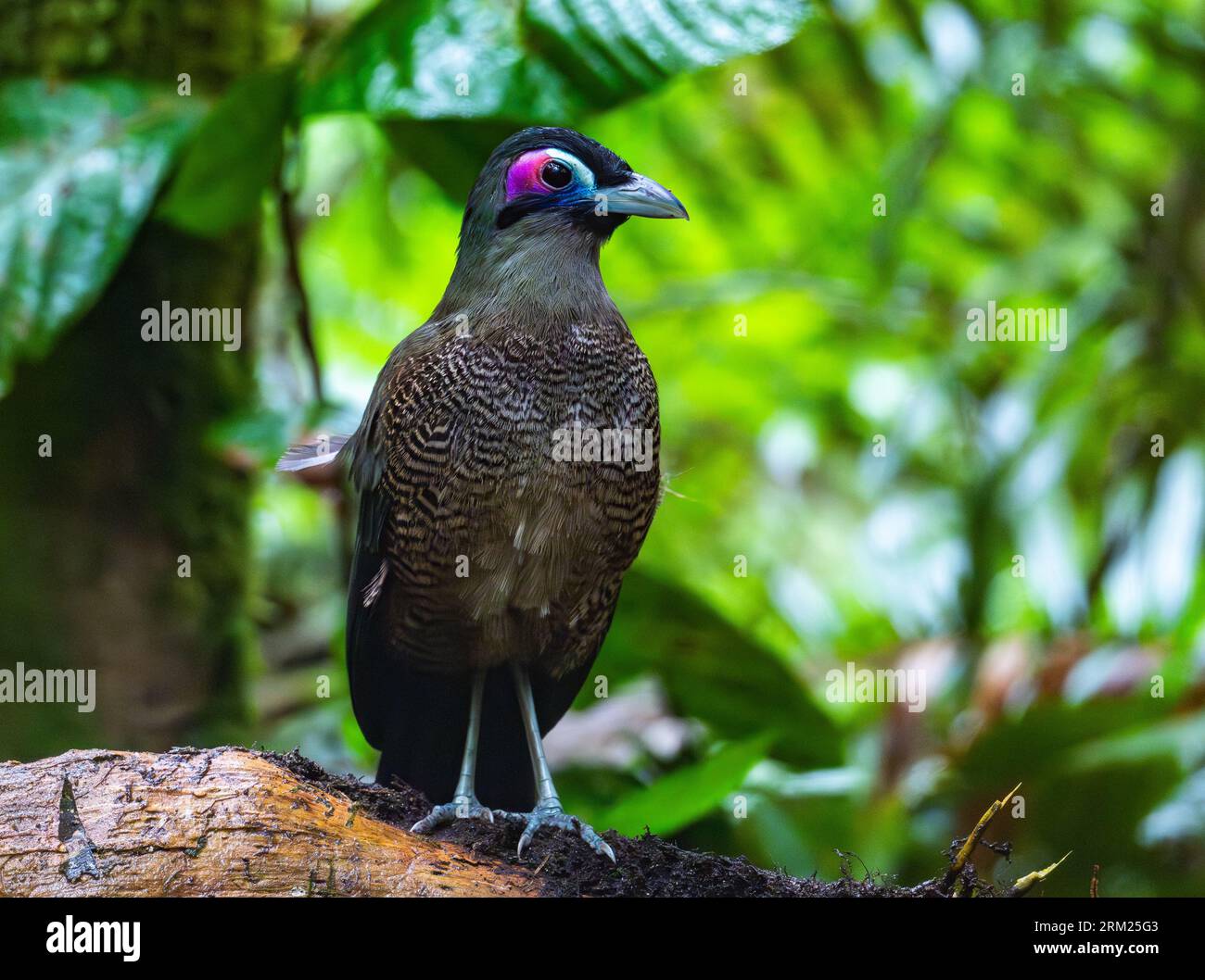 Carpococcyx viridis (Sumatra Ground Cuckoo) en danger critique d'extinction dans son habitat naturel. Sumatra, Indonésie. Banque D'Images Carpococcyx viridis (Sumatra Ground Cuckoo) en danger critique d'extinction dans son habitat naturel. Sumatra, Indonésie. Banque D'Images