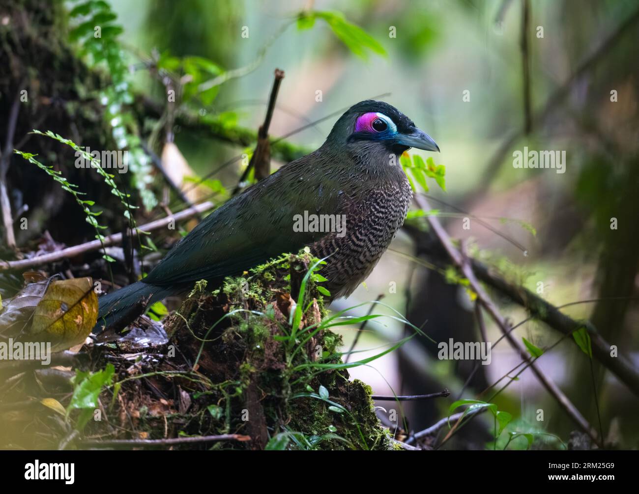 Un Cuckoo terrestre de Sumatra (Carpococcyx viridis) en danger critique d'extinction dans la forêt tropicale humide. Sumatra, Indonésie. Banque D'Images Un Cuckoo terrestre de Sumatra (Carpococcyx viridis) en danger critique d'extinction dans la forêt tropicale humide. Sumatra, Indonésie. Banque D'Images