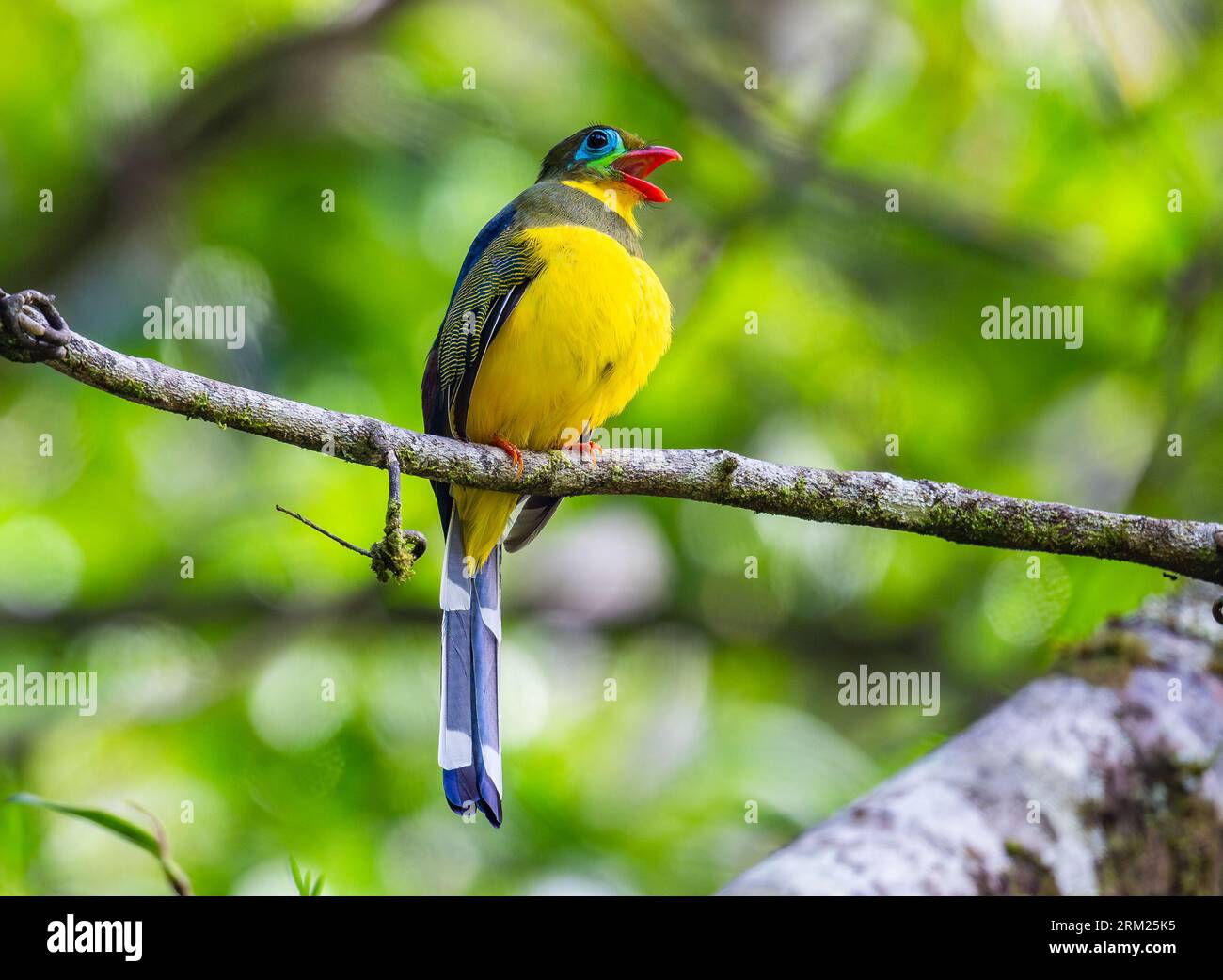 Un Trogon sumatra coloré (Harpactes mackloti) perché sur une branche. Sumatra, Indonésie. Banque D'Images Un Trogon sumatra coloré (Harpactes mackloti) perché sur une branche. Sumatra, Indonésie. Banque D'Images