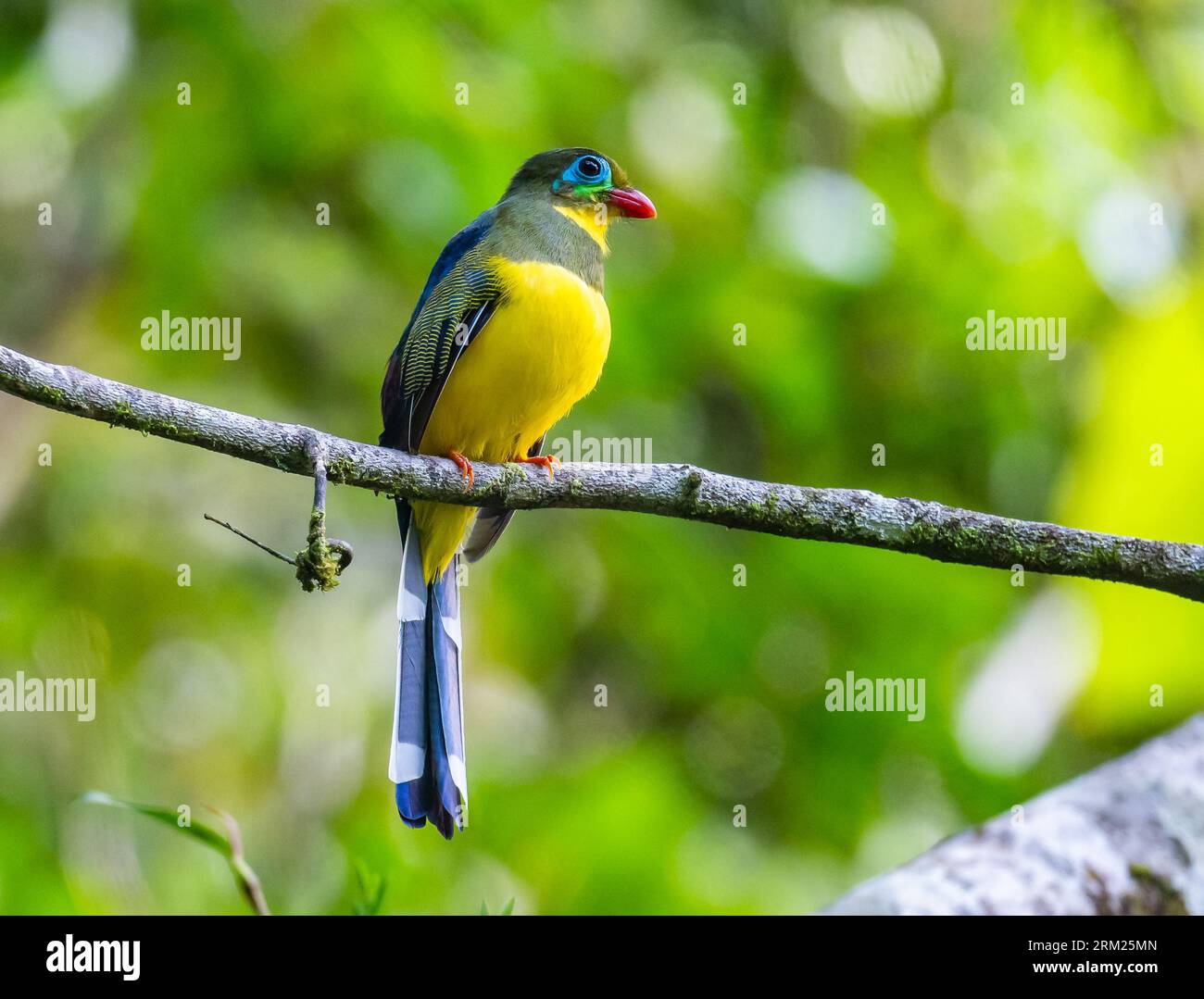 Un Trogon sumatra coloré (Harpactes mackloti) perché sur une branche. Sumatra, Indonésie. Banque D'Images Un Trogon sumatra coloré (Harpactes mackloti) perché sur une branche. Sumatra, Indonésie. Banque D'Images