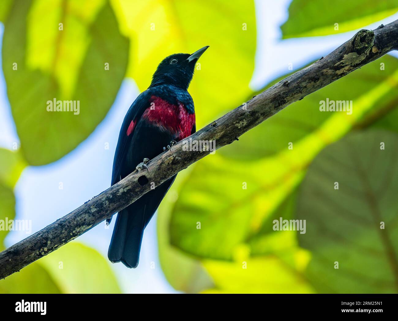 Oriole noir et cramoisi (Oriolus cruentus) perché sur une branche. Sumatra, Indonésie. Banque D'Images Oriole noir et cramoisi (Oriolus cruentus) perché sur une branche. Sumatra, Indonésie. Banque D'Images