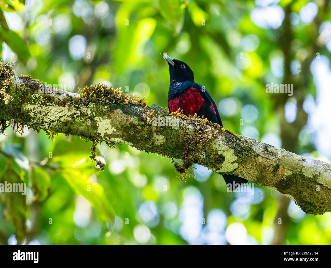 Oriole noir et cramoisi (Oriolus cruentus) perché sur une branche. Sumatra, Indonésie. Banque D'Images Oriole noir et cramoisi (Oriolus cruentus) perché sur une branche. Sumatra, Indonésie. Banque D'Images
