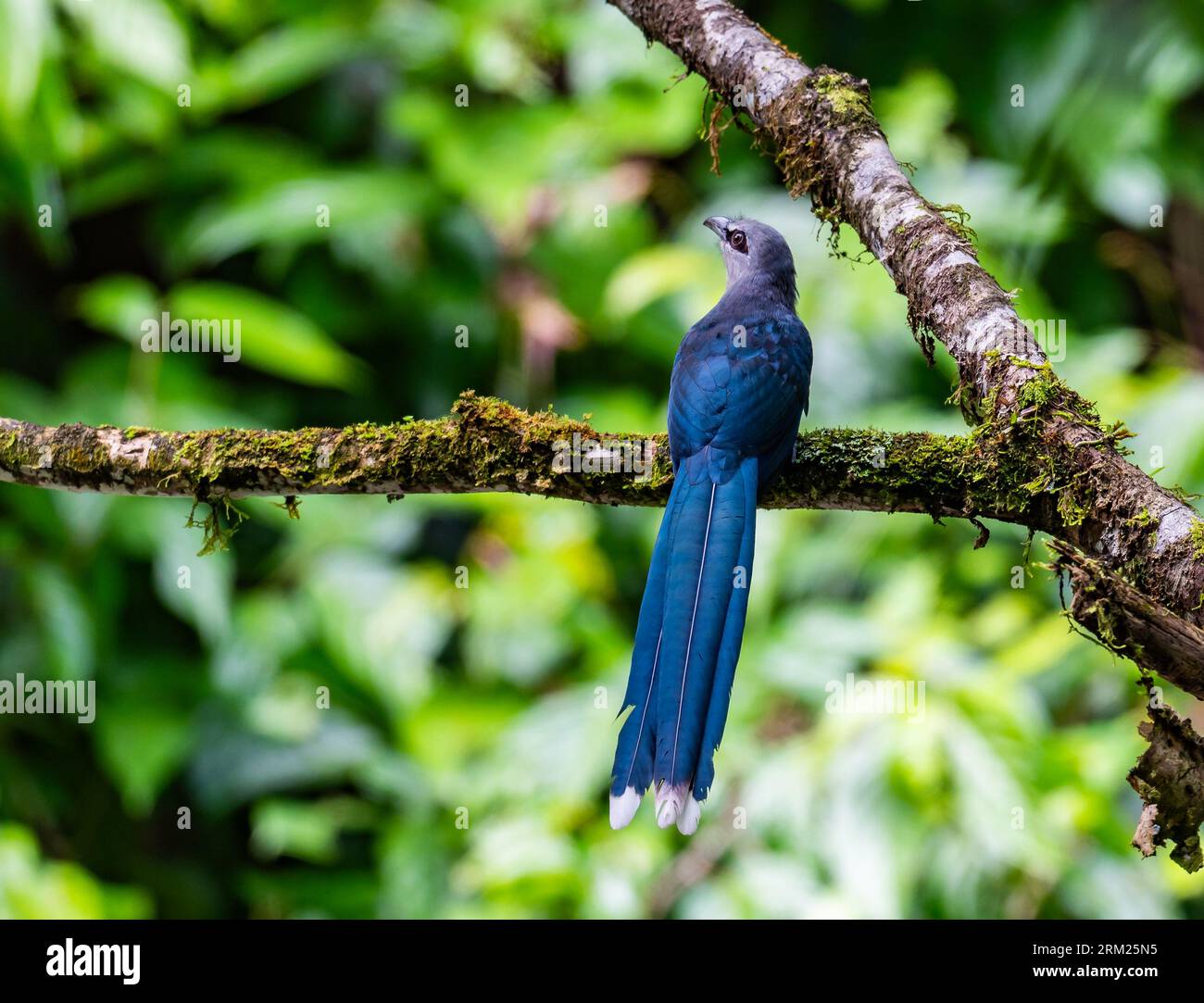 Un Malkoha à bec vert (Phaeniphaeus tristis) perché sur une branche. Sumatra, Indonésie. Banque D'Images Un Malkoha à bec vert (Phaeniphaeus tristis) perché sur une branche. Sumatra, Indonésie. Banque D'Images