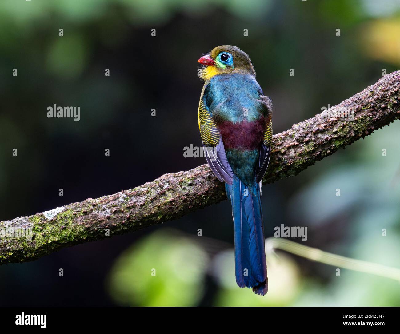 Un Trogon sumatra coloré (Harpactes mackloti) perché sur une branche. Sumatra, Indonésie. Banque D'Images Un Trogon sumatra coloré (Harpactes mackloti) perché sur une branche. Sumatra, Indonésie. Banque D'Images