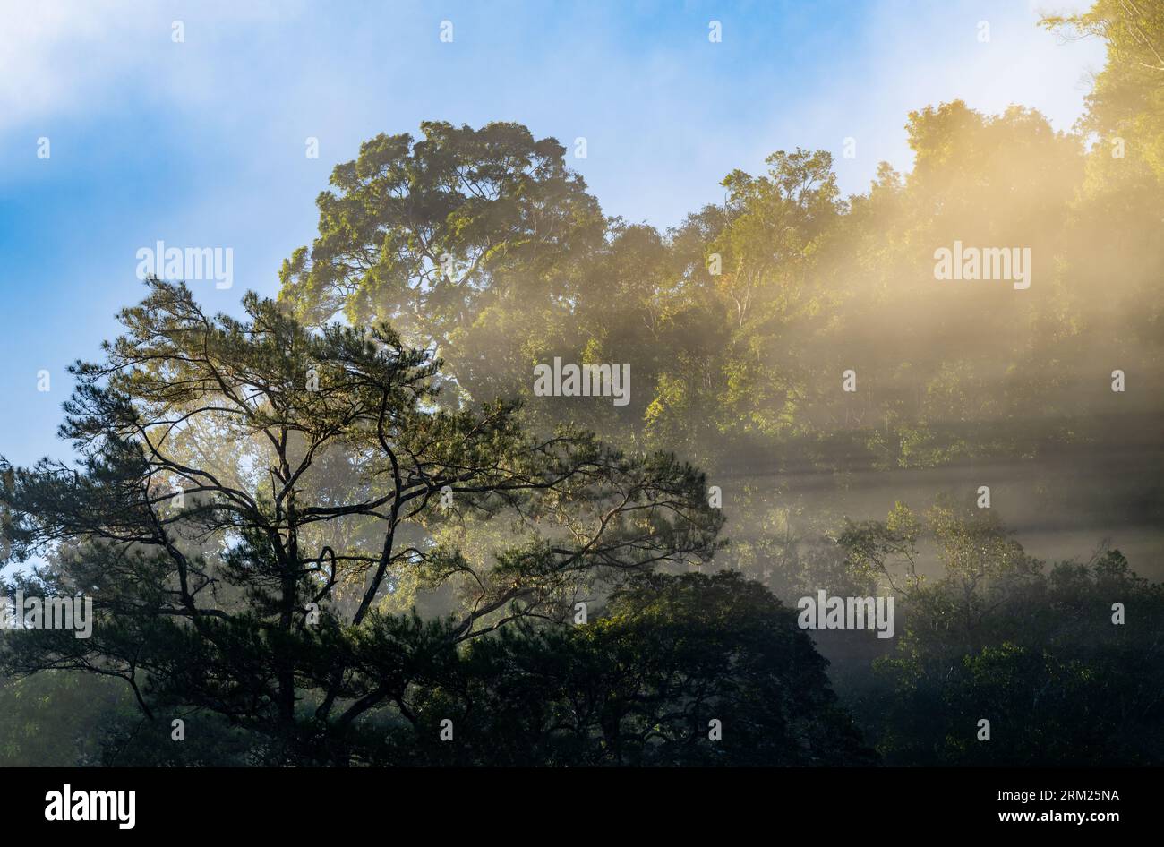 La lumière du soleil brille à travers le brouillard matinal dans la forêt tropicale. Sumatra, Indonésie. Banque D'Images
