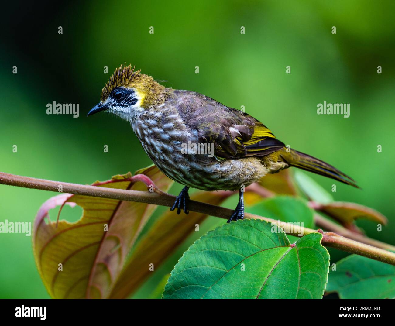 Un Bulbul à rayures crème (Pycnonotus leucogrammicus) perché sur une branche. Sumatra, Indonésie. Banque D'Images Un Bulbul à rayures crème (Pycnonotus leucogrammicus) perché sur une branche. Sumatra, Indonésie. Banque D'Images
