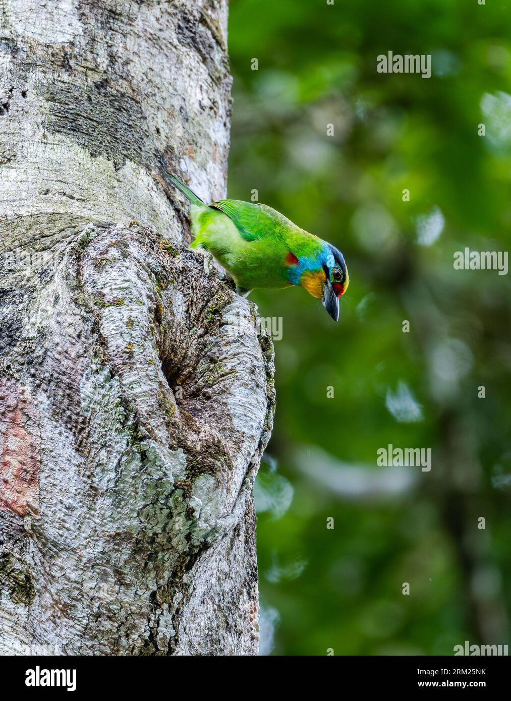 Barbet brun noir (Psilopogon oorti) se nourrissant sur un tronc d'arbre. Sumatra, Indonésie. Banque D'Images Barbet brun noir (Psilopogon oorti) se nourrissant sur un tronc d'arbre. Sumatra, Indonésie. Banque D'Images