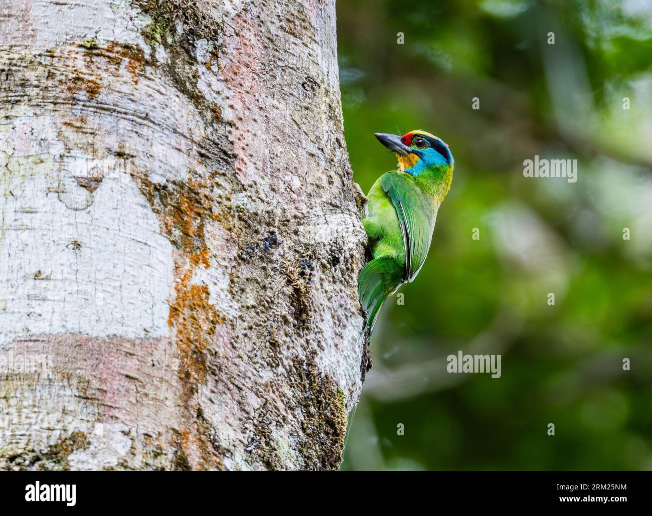 Barbet brun noir (Psilopogon oorti) se nourrissant sur un tronc d'arbre. Sumatra, Indonésie. Banque D'Images Barbet brun noir (Psilopogon oorti) se nourrissant sur un tronc d'arbre. Sumatra, Indonésie. Banque D'Images