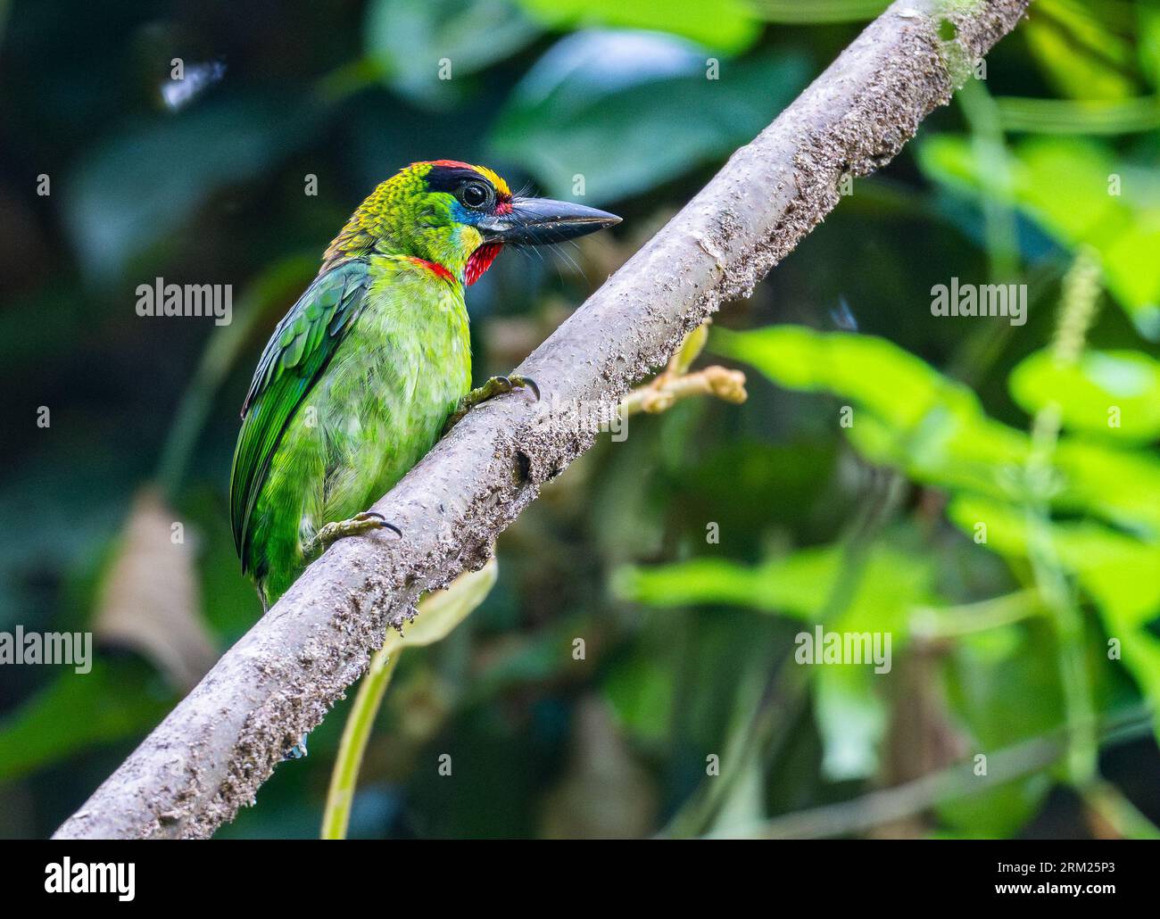 Un Barbet à gorge rouge coloré (Psilopogon mystacophanos) perché sur une branche. Sumatra, Indonésie. Banque D'Images Un Barbet à gorge rouge coloré (Psilopogon mystacophanos) perché sur une branche. Sumatra, Indonésie. Banque D'Images