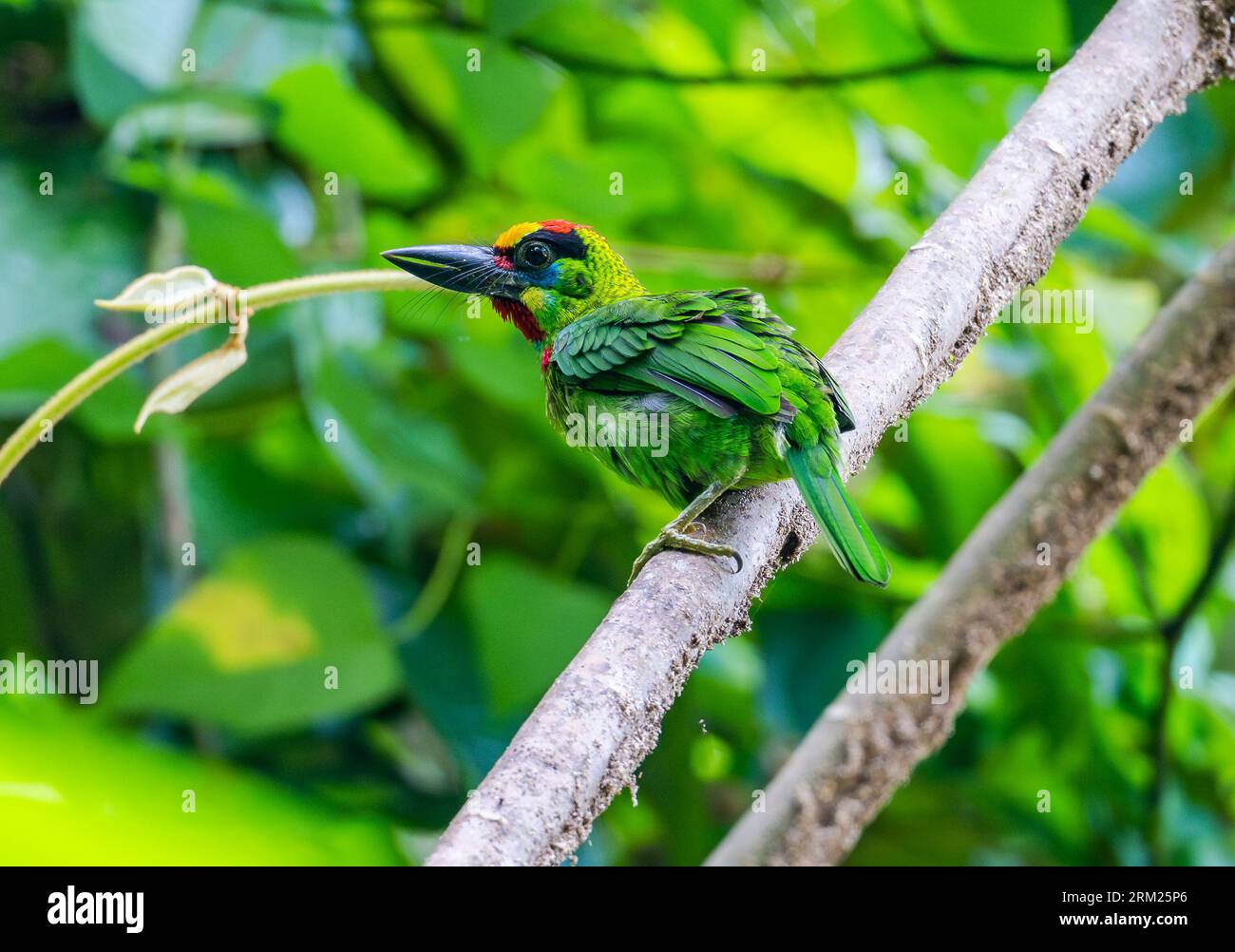 Un Barbet à gorge rouge coloré (Psilopogon mystacophanos) perché sur une branche. Sumatra, Indonésie. Banque D'Images Un Barbet à gorge rouge coloré (Psilopogon mystacophanos) perché sur une branche. Sumatra, Indonésie. Banque D'Images