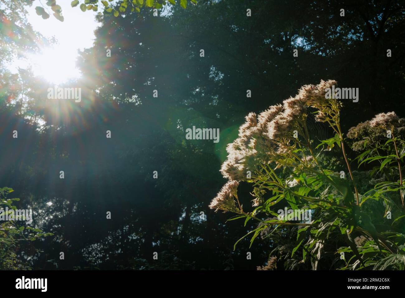 Le soleil brille à travers les arbres se reflétant sur les plantes sur un jardin dans le Norfolk Angleterre Banque D'Images