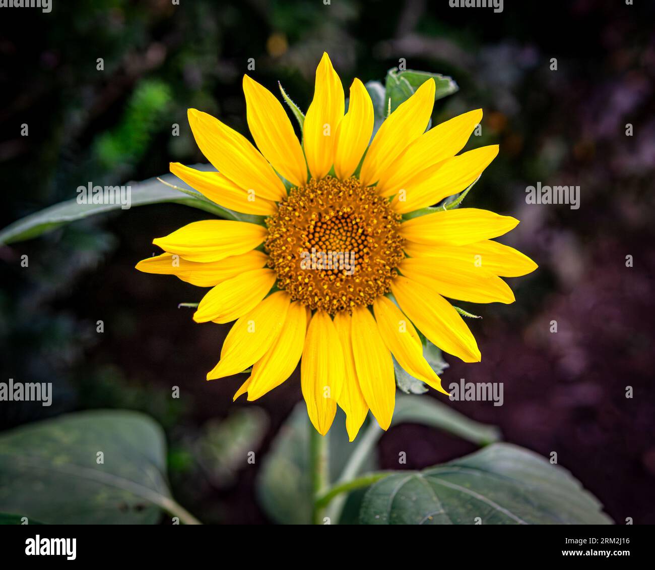 Piermont, NY - US - 20 août 2023 image horizontale d'un tournesol avec une faible profondeur de champ. Banque D'Images