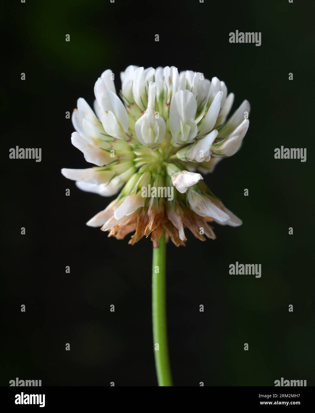 Le trèfle est de nature blanche (Trifolium repens) Banque D'Images