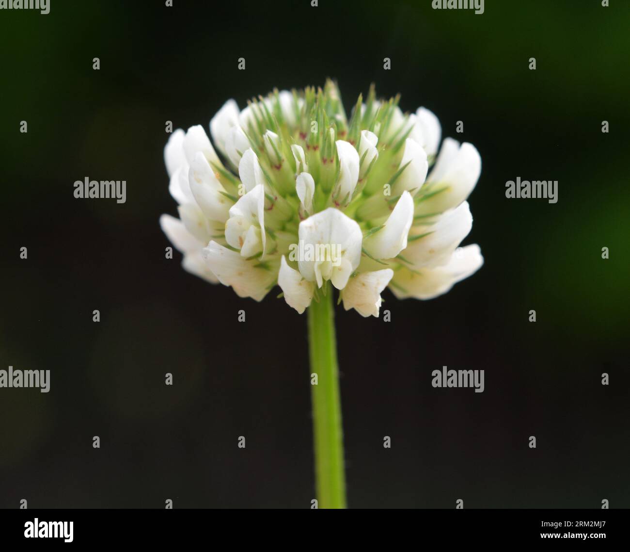 Le trèfle est de nature blanche (Trifolium repens) Banque D'Images