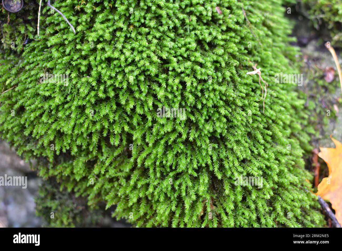 Dans la forêt dans la nature sur la pierre pousse la mousse Anomodon Banque D'Images