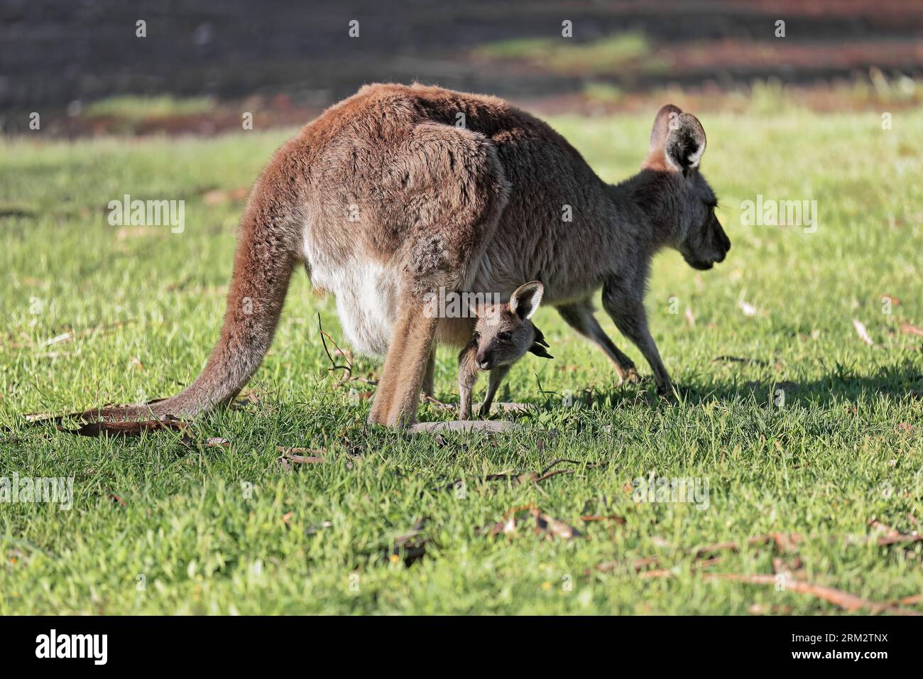 866+ femelle kangourou gris oriental -Macropus giganteus- avec joey dans la pochette, Halls GARP Community Garden-Recreation Reserve. Victoria-Australie. Banque D'Images