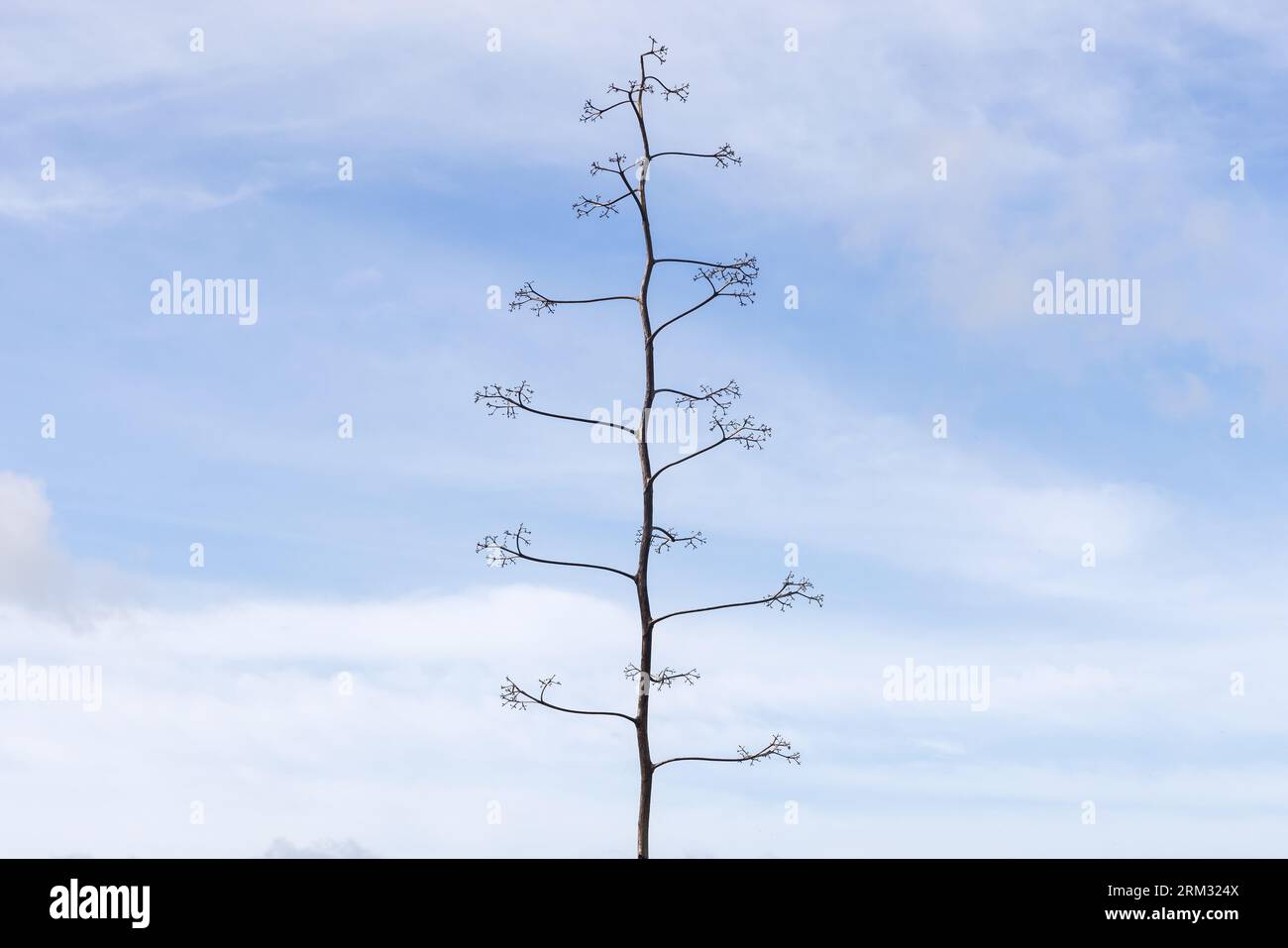 La tige de floraison d'Agave est un ciel nuageux plus sourd sur un fond photo naturel de jour Banque D'Images