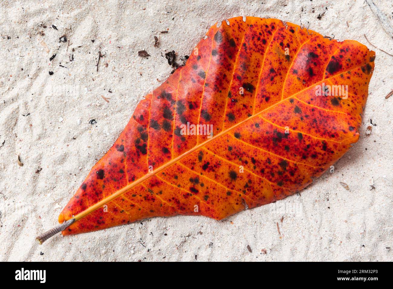 La feuille rouge tombée repose sur du sable blanc. Arrière-plan naturel. Terminalia catappa est un grand arbre tropical de la famille des arbres à plomb, Combretaceae, indigène Banque D'Images