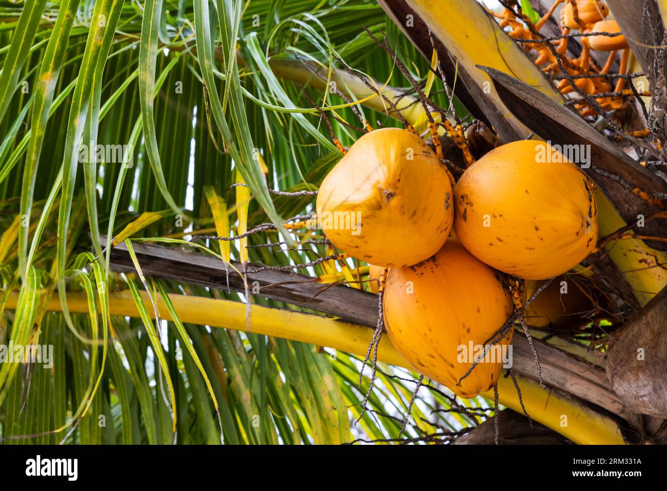 Trois noix de coco jaunes poussant sur un palmier Banque D'Images