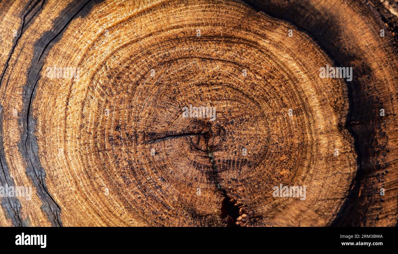 Texture du grain de bois.Bois ébène, peut être utilisé comme arrière-plan, fond rond, isolé sur fond blanc Banque D'Images