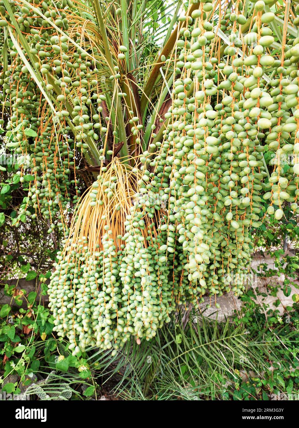 Les dattes biologiques du palmier espagnol commencent à mûrir en été. Banque D'Images