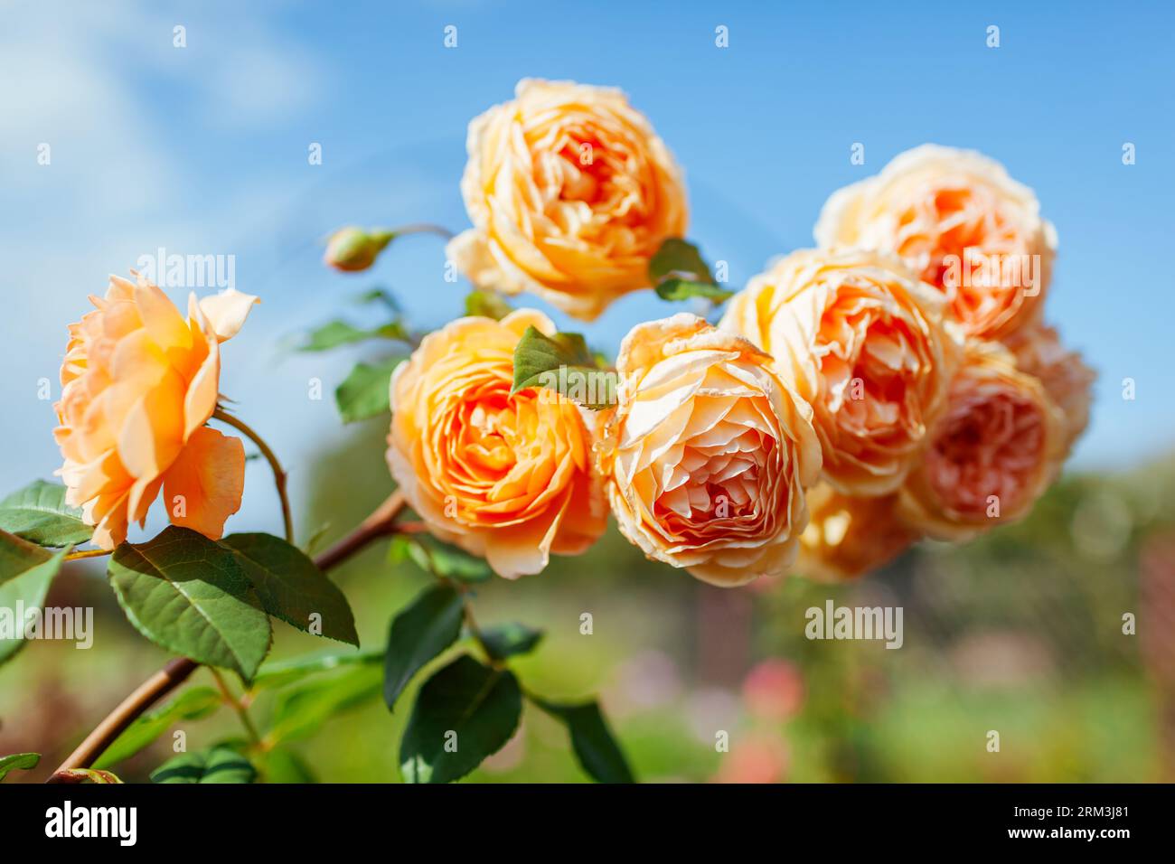 Gros plan de fleurs de roses oranges en fleurs dans le jardin d'été. English Crown Princess Margareta rose grappe en fleur Banque D'Images