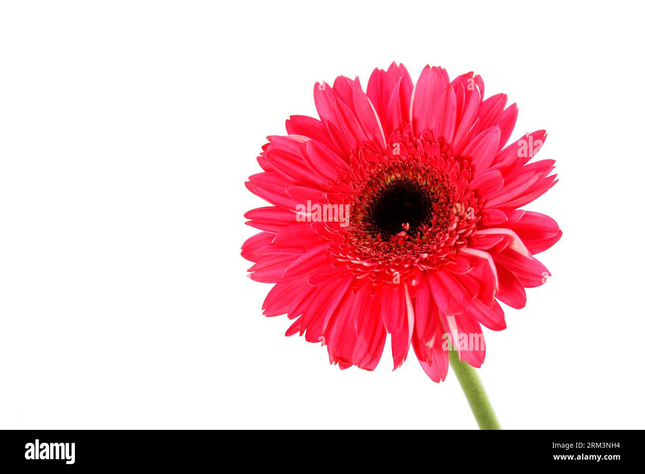 Belle fleur rose Gerbera Daisy Banque D'Images