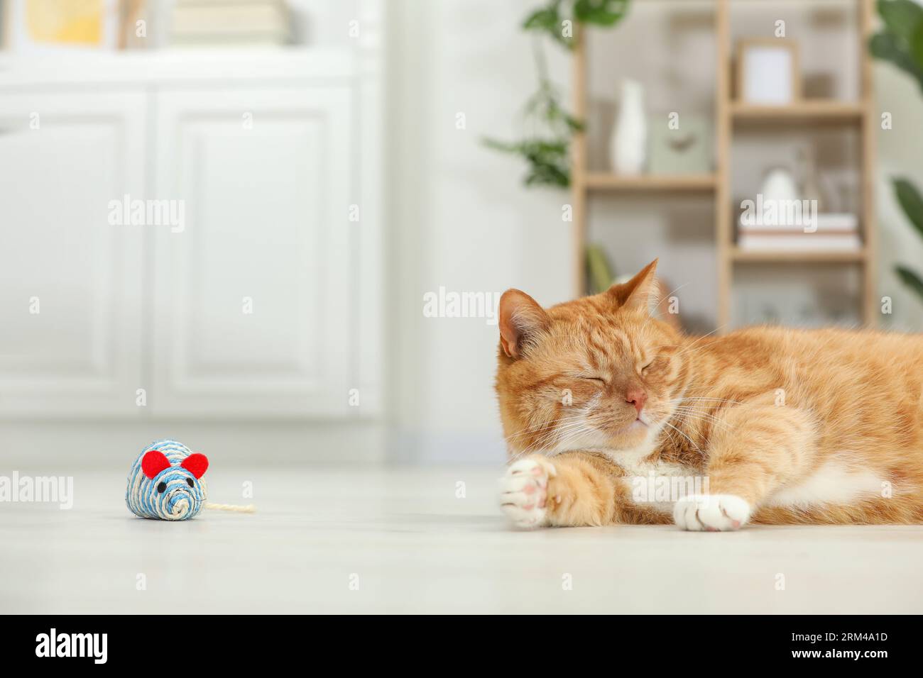 Mignon chat au gingembre jouant la souris jouet sisal à la maison, espace pour le texte Banque D'Images
