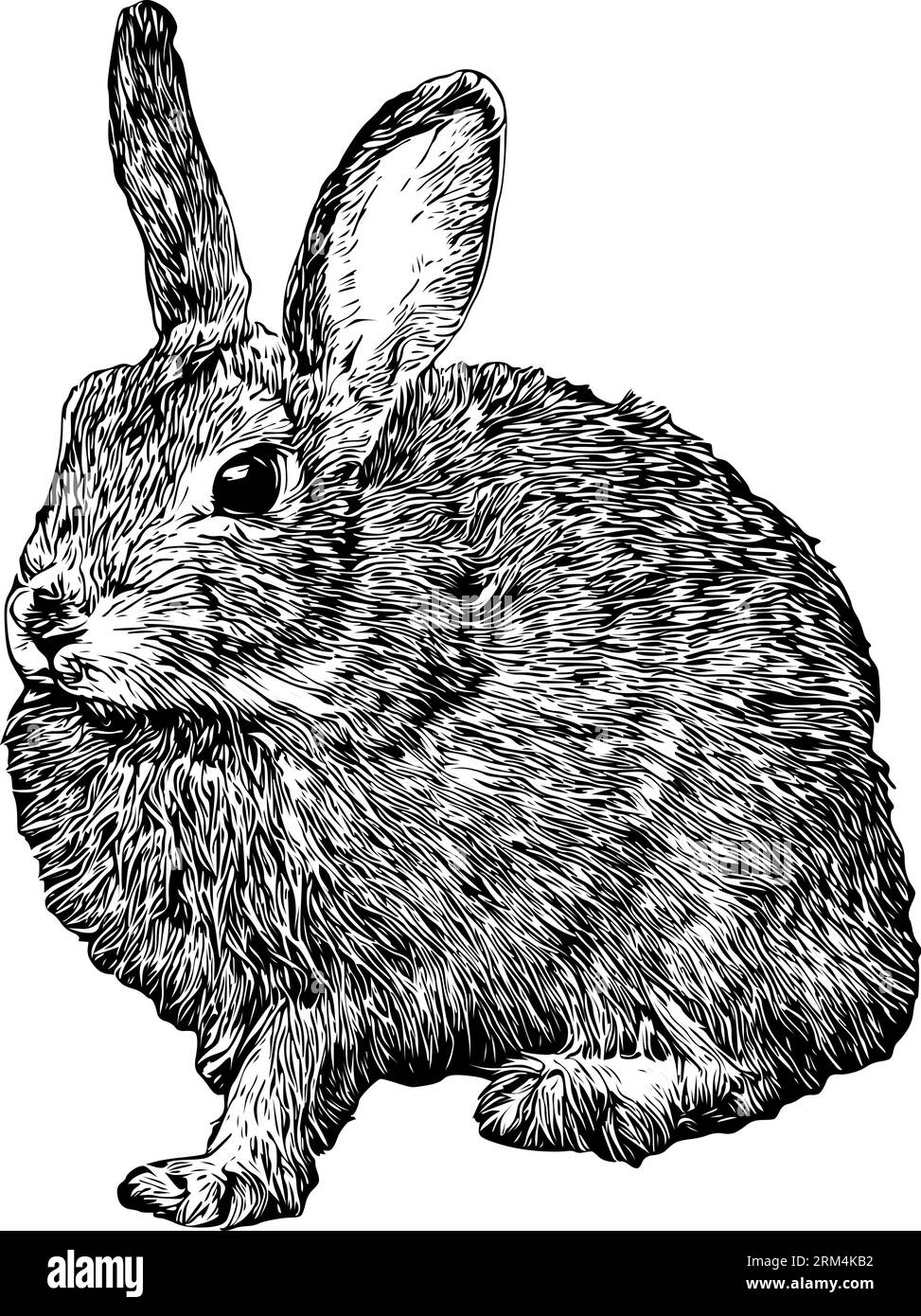 Croquis réaliste d'un lapin mignon Illustration de Vecteur