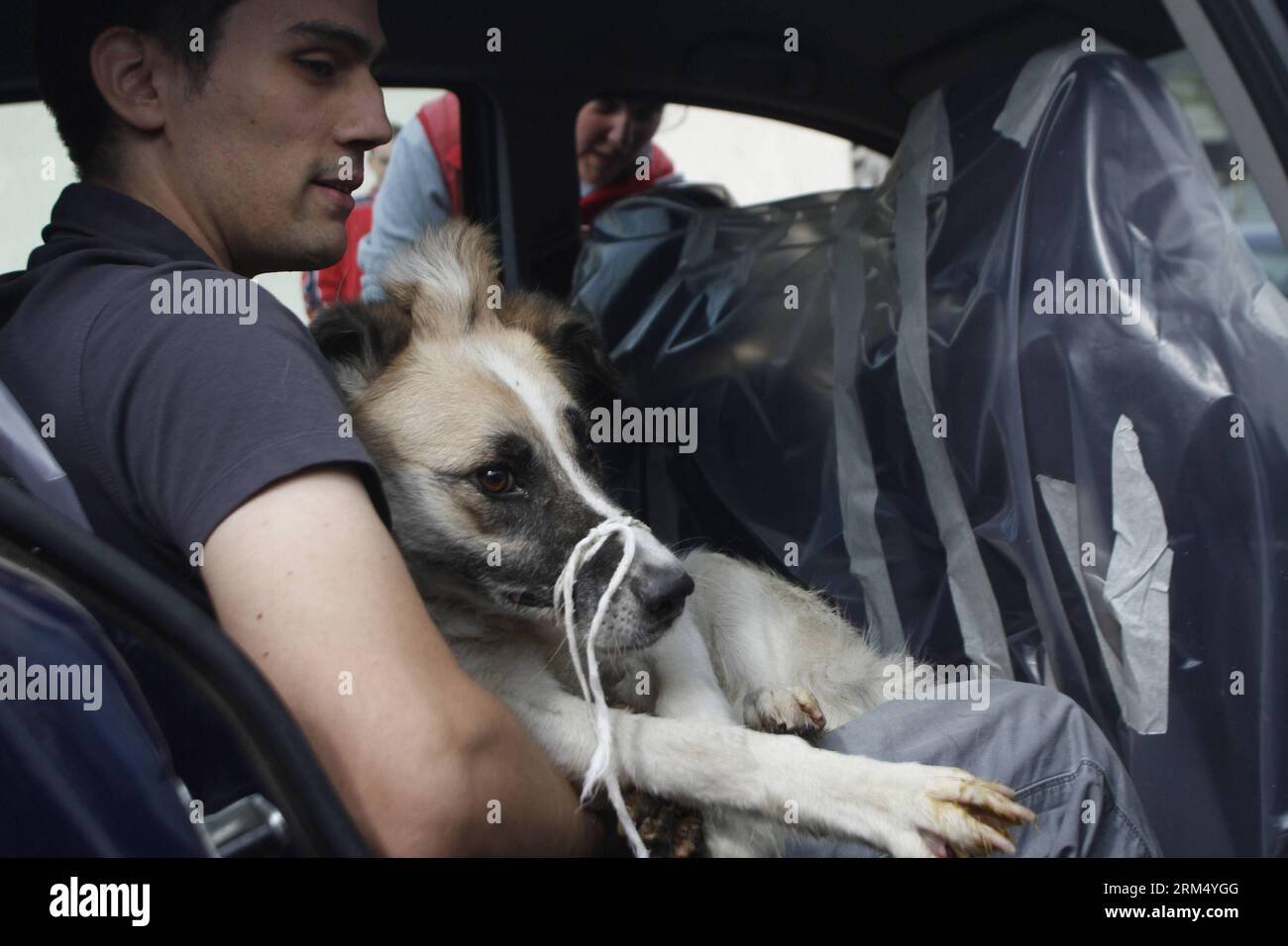 Bildnummer : 60535270 Datum : 27.09.2013 Copyright : imago/Xinhua (130927) -- BUCAREST, 27 septembre 2013 (Xinhua) -- Un homme tient un chien errant qu'il a adopté dans un refuge appartenant à l'État, après que la loi autorisant l'euthanasie des chiens errants a été adoptée le 25 septembre, à Bucarest, capitale de la Roumanie, le 27 septembre 2013. (Xinhua/Gabriel Petrescu) ROUMANIE-BUCAREST-CHIENS ERRANTS-ADOPTION PUBLICATIONxNOTxINxCHN Gesellschaft Tierheim Hunde Streuner Tierlieb xdp x0x 2013 quer 60535270 Date 27 09 2013 Copyright Imago XINHUA Bucarest sept 27 2013 XINHUA un homme tient un chien errant qu'il a adopté du Shel appartenant à l'État Banque D'Images