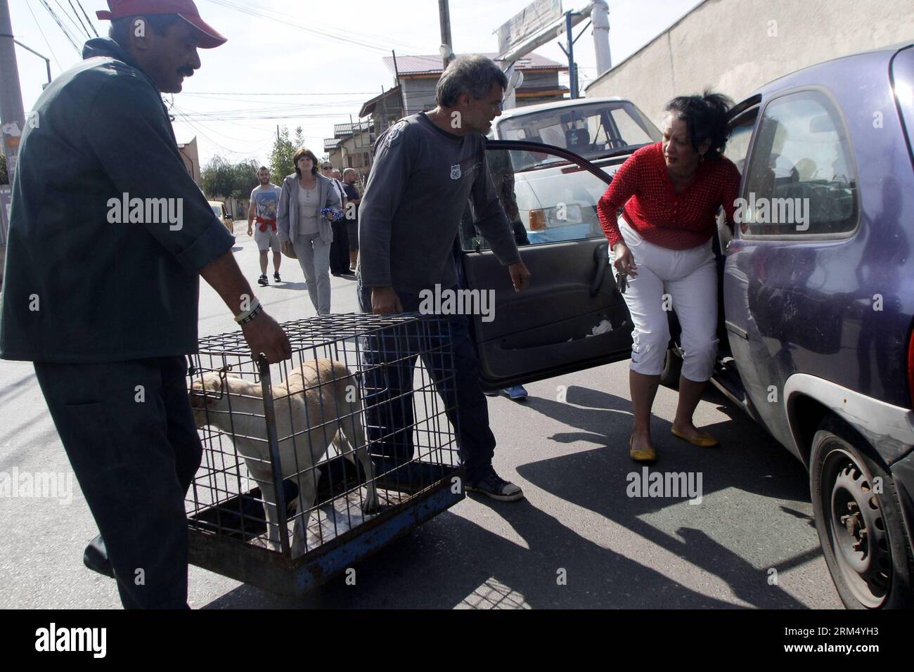 Bildnummer : 60535266 Datum : 27.09.2013 Copyright : imago/Xinhua (130927) -- BUCAREST, 27 septembre 2013 (Xinhua) -- deux hommes portent un chien errant qu'ils ont adopté dans un refuge appartenant à l'État, après que la loi autorisant l'euthanasie des chiens errants a été adoptée le 25 septembre, à Bucarest, capitale de la Roumanie, le 27 septembre 2013. (Xinhua/Gabriel Petrescu) ROUMANIE-BUCAREST-CHIENS ERRANTS-ADOPTION PUBLICATIONxNOTxINxCHN Gesellschaft Tierheim Hunde Streuner Tierlieb xdp x0x 2013 quer 60535266 Date 27 09 2013 Copyright Imago XINHUA Bucarest sept 27 2013 XINHUA deux hommes portent un chien errant qu'ils ont adopté de l'État ow Banque D'Images