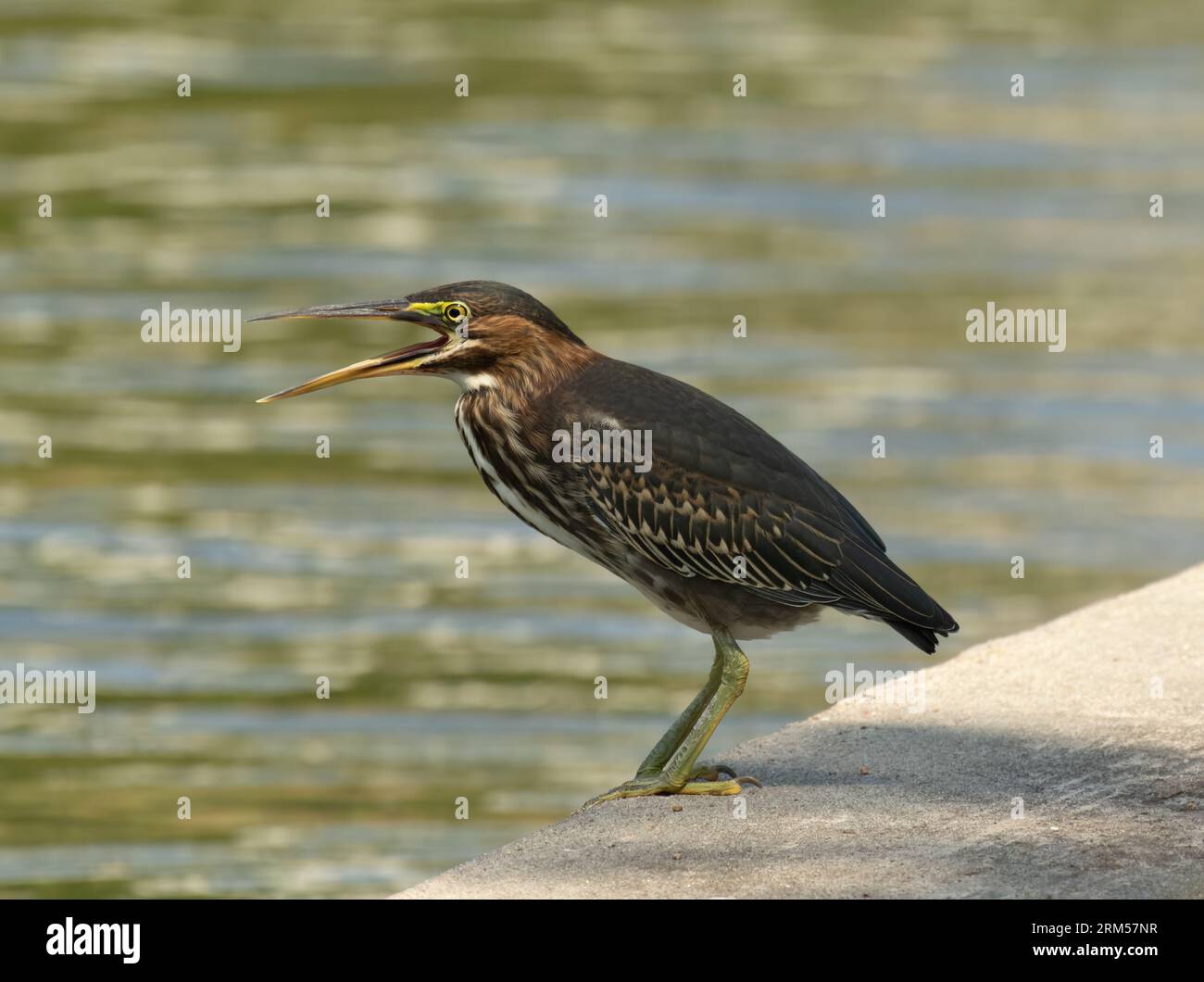Héron vert juvénile unique vocalisant avec bec ouvert. Photographié dans les Woodlands, Texas, à hauteur des yeux sur un trottoir avec de l'eau en arrière-plan. Banque D'Images