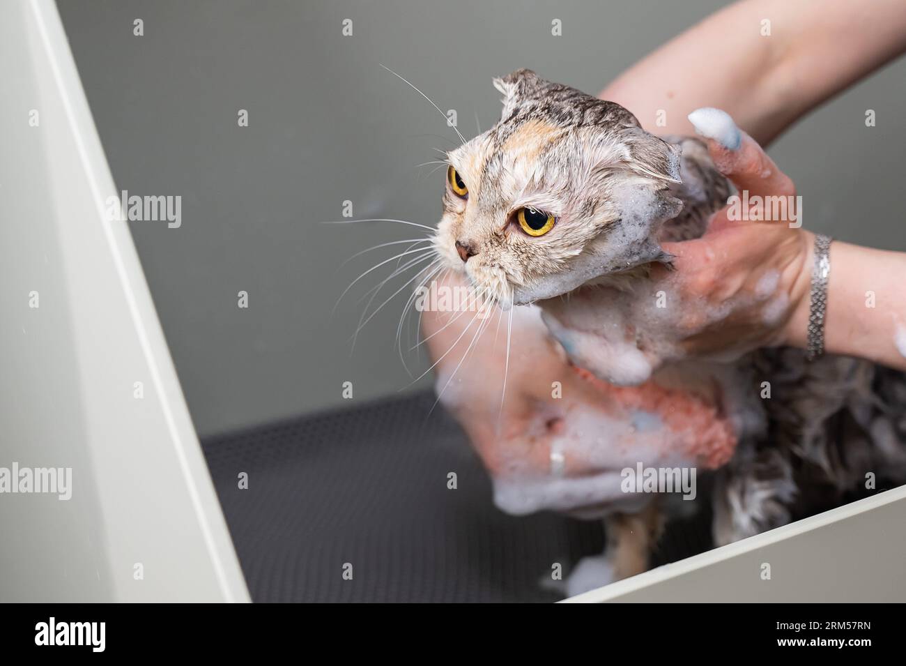 Femme champotant un chat gris tabby dans un salon de toilettage. Banque D'Images