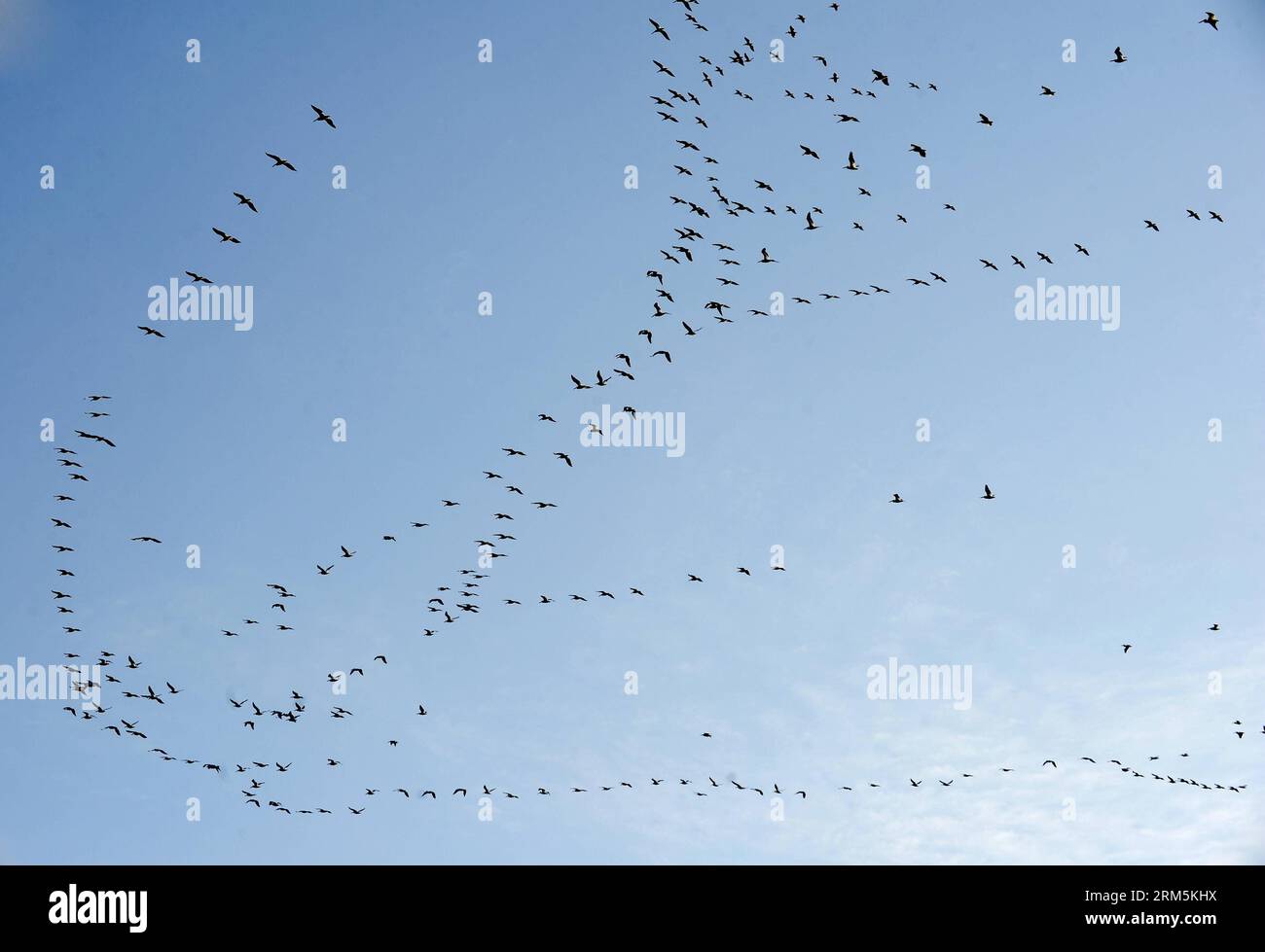 Bildnummer : 60681043 Datum : 27.10.2013 Copyright : imago/Xinhua FLORIDA, (Xinhua) -- les pélicans blancs en migration arrivent dans le parc national des Everglades en Floride, aux États-Unis, le 27 octobre 2013. Le parc national des Everglades est la plus grande réserve sauvage subtropicale désignée du continent nord-américain. À la pointe sud de la Floride, le parc a été appelé une rivière d'herbe coulant imperceptiblement de l'arrière-pays dans la mer. La variété exceptionnelle de ses habitats aquatiques en a fait un sanctuaire pour un grand nombre d’espèces menacées. (Xinhua/Zhang Jun) US-FLORIDA-EVERGLADES NATI Banque D'Images