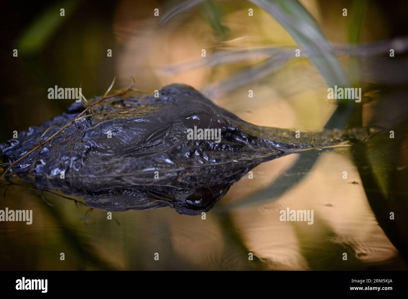 Bildnummer : 60681053 Datum : 28.10.2013 Copyright : imago/Xinhua FLORIDA (Xinhua) -- un alligator américain est vu parmi les mongroves dans le parc national des Everglades en Floride, aux États-Unis, 28 octobre 2013. Le parc national des Everglades est la plus grande réserve sauvage subtropicale désignée du continent nord-américain. À la pointe sud de la Floride, le parc a été appelé une rivière d'herbe coulant imperceptiblement de l'arrière-pays dans la mer. La variété exceptionnelle de ses habitats aquatiques en a fait un sanctuaire pour un grand nombre d’espèces menacées. (Xinhua/Zhang Jun) US-FLORIDA-EVE Banque D'Images