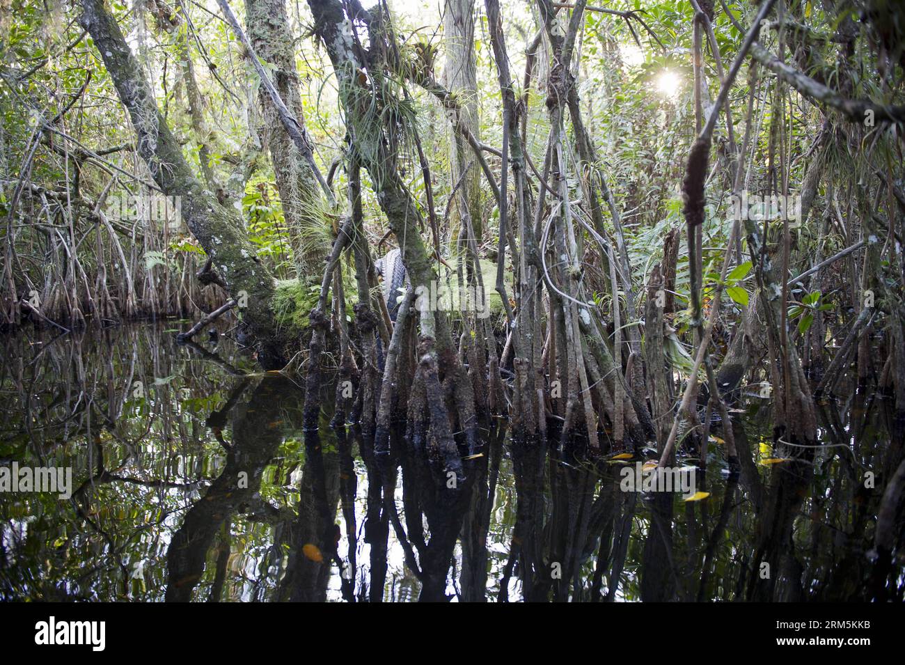 Bildnummer : 60681040 Datum : 27.10.2013 Copyright : imago/Xinhua FLORIDA, (Xinhua) -- un alligator américain est vu parmi les mongroves dans le parc national des Everglades en Floride, aux États-Unis, le 27 octobre 2013. Le parc national des Everglades est la plus grande réserve sauvage subtropicale désignée du continent nord-américain. À la pointe sud de la Floride, le parc a été appelé une rivière d'herbe coulant imperceptiblement de l'arrière-pays dans la mer. La variété exceptionnelle de ses habitats aquatiques en a fait un sanctuaire pour un grand nombre d’espèces menacées. (Xinhua/Zhang Jun) US-FLORIDA-EV Banque D'Images