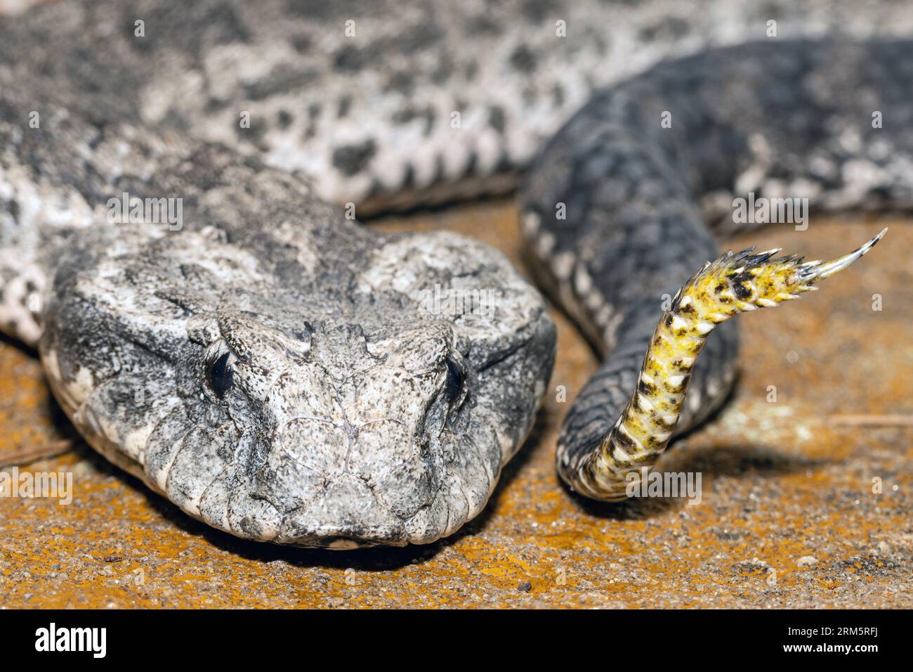 Adder australien de mort commune montrant un leurre sur le bout de la queue Banque D'Images